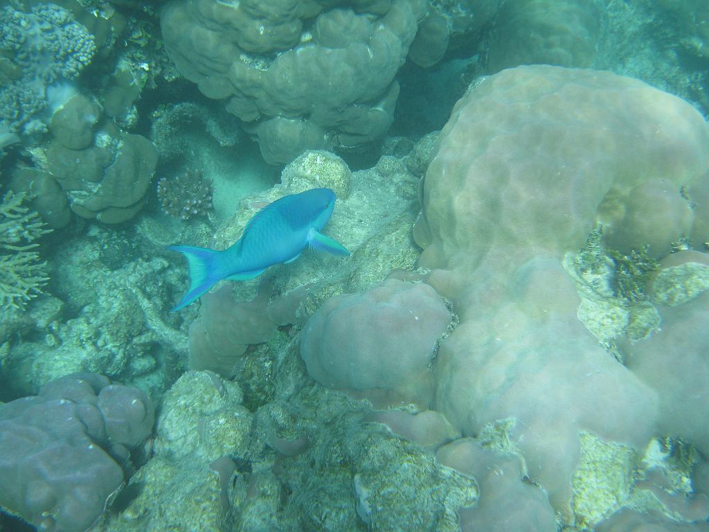 2011_Diving_the_Great_Barrier_Reef (71).JPG